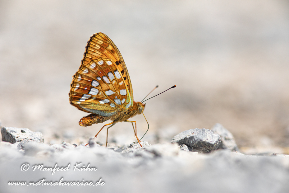 Perlmuttfalter (Feuriger)_0005