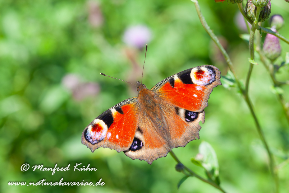 Pfauenauge ()_0005