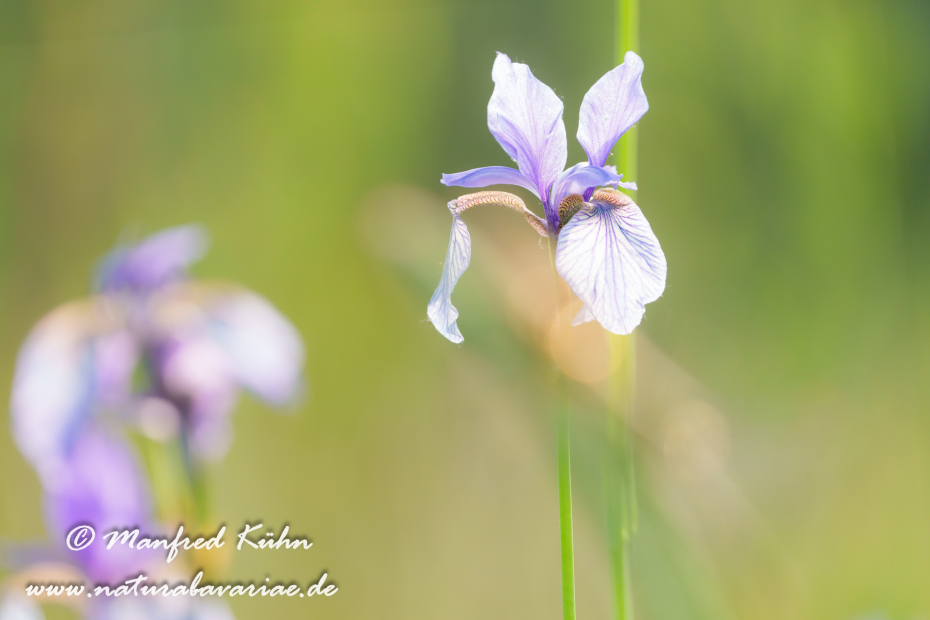 Schwertlilie (Sibirische)_0100