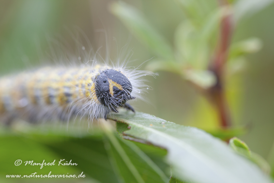 Mondvogel (Raupe)_0002