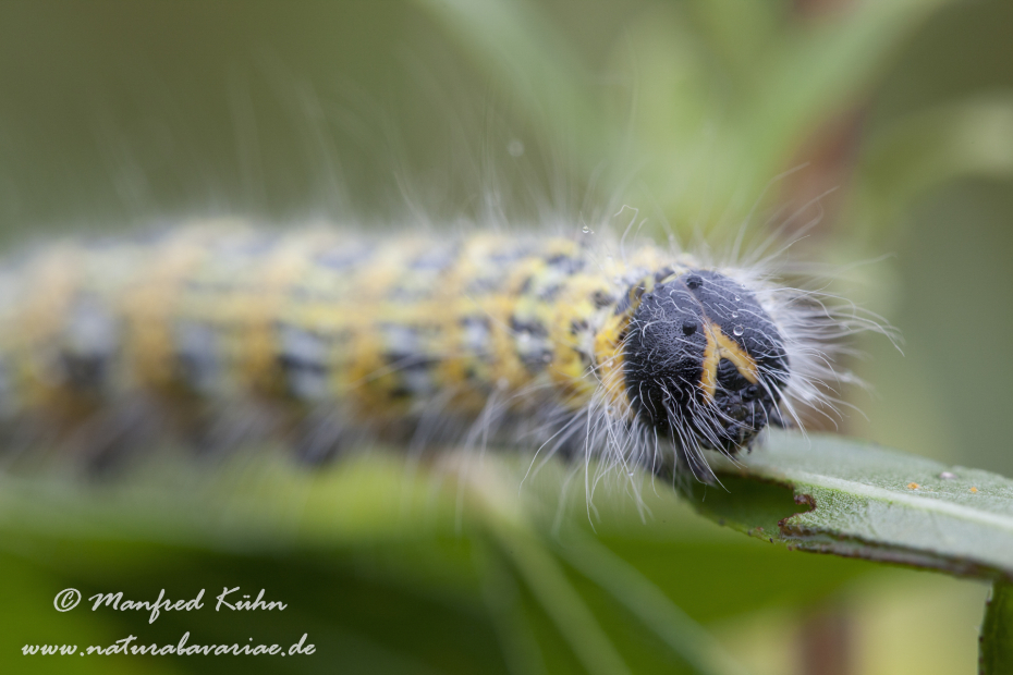 Mondvogel (Raupe)_0004