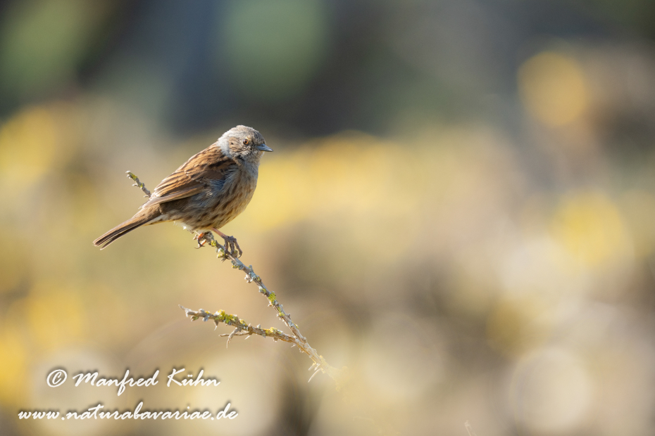 Heckenbraunelle ()_0102