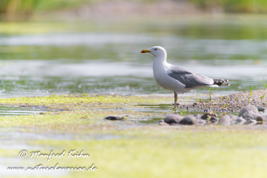 Mittelmeermöwe ()_0066