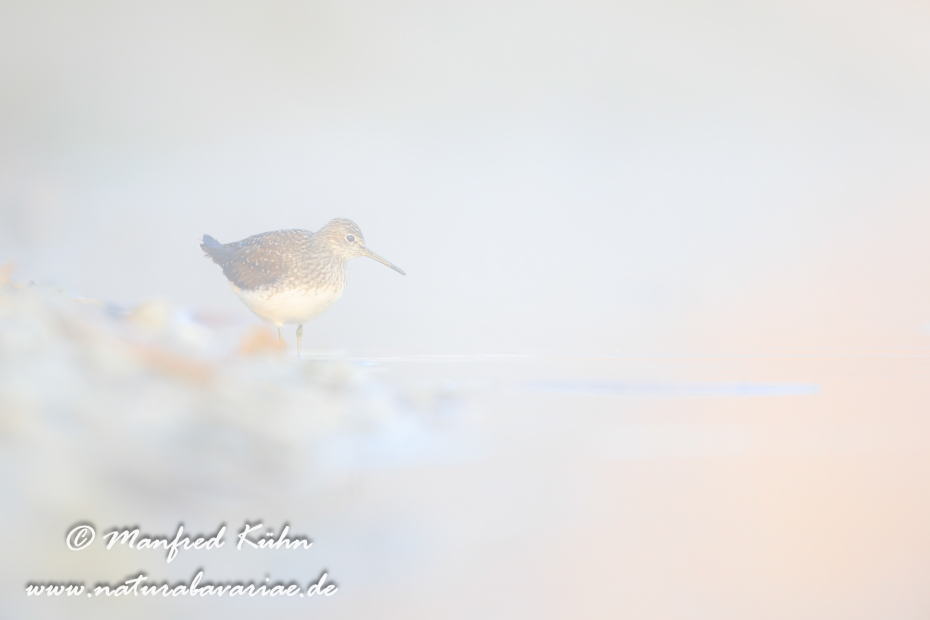 Waldwasserläufer ()_0157