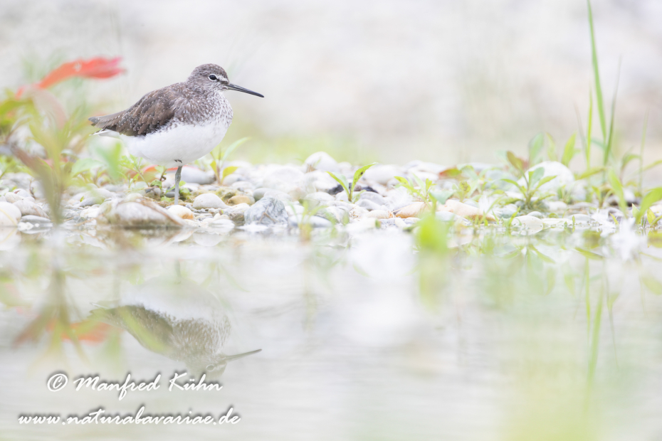 Waldwasserläufer ()_0185