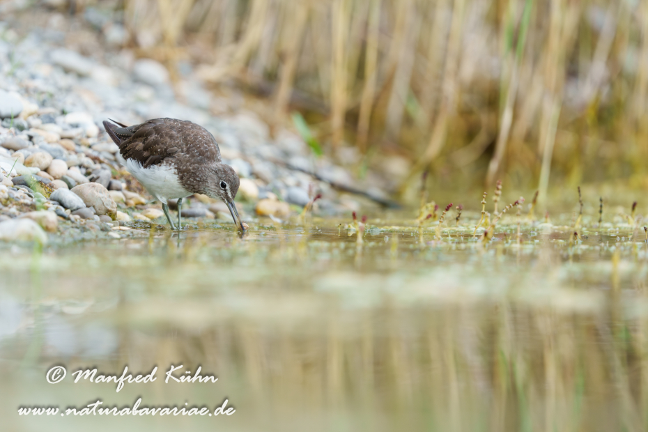 Waldwasserläufer ()_0297