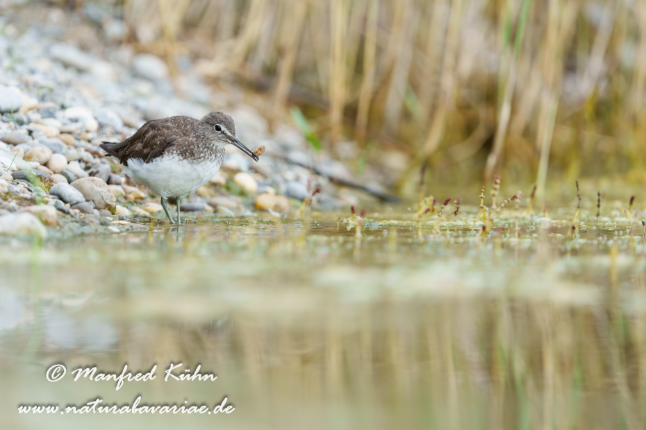 Waldwasserläufer ()_0298