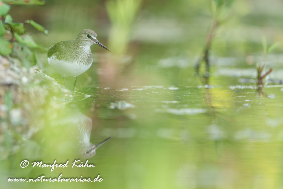 Waldwasserläufer ()_0308