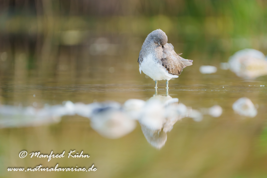Waldwasserläufer ()_0322