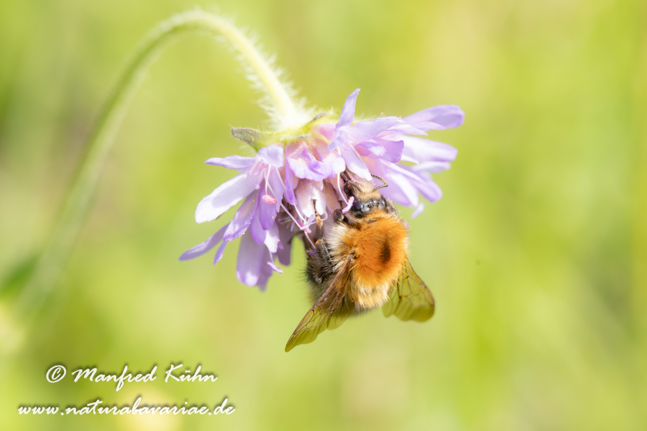 Ackerhummel ()_0002