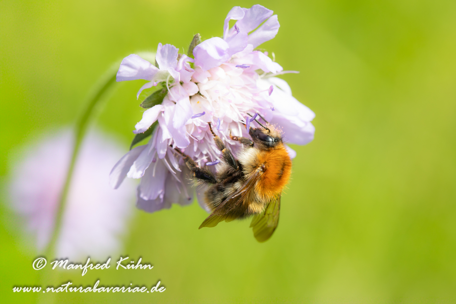 Ackerhummel ()_0006