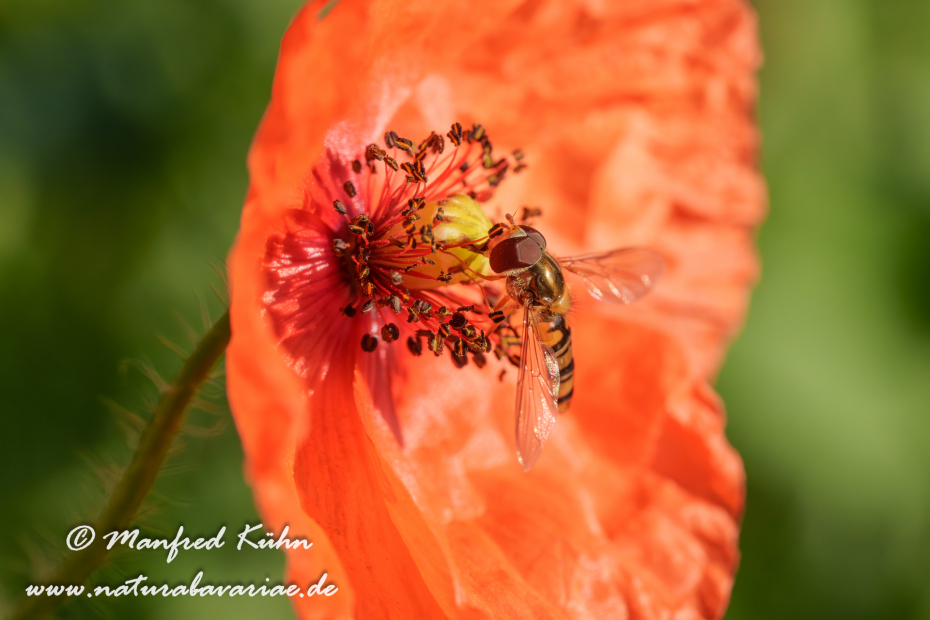 Schwebfliege (Hain-)_0002