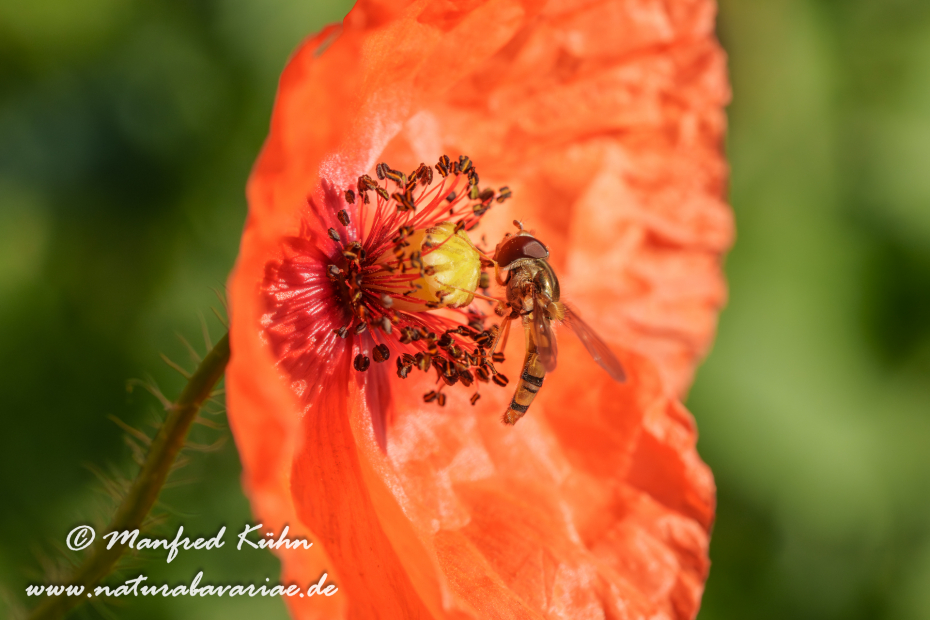 Schwebfliege (Hain-)_0003