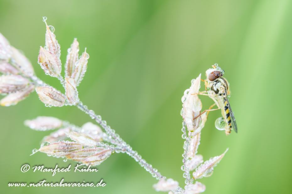 Schwebfliege (Langbauch-)_0005