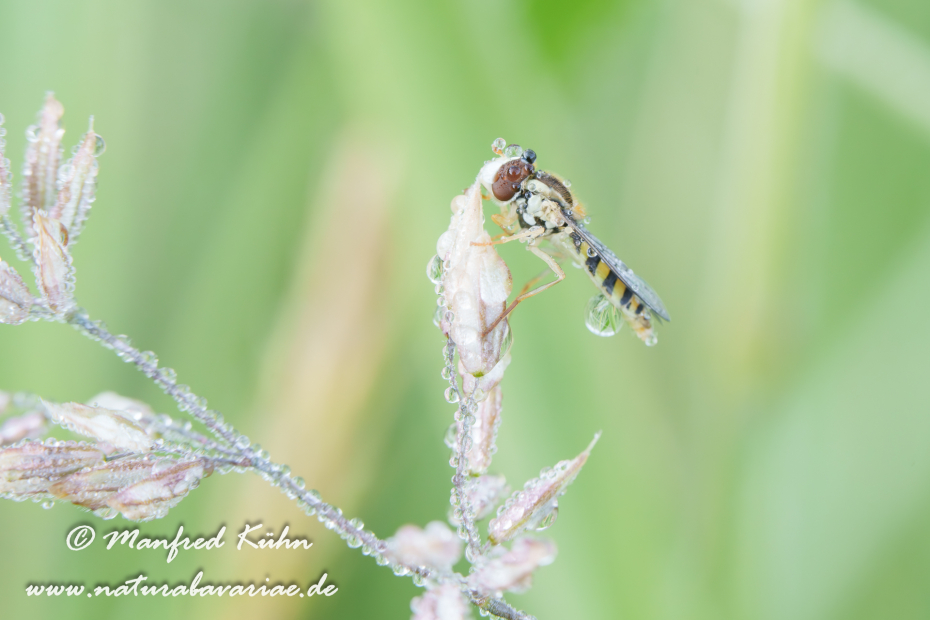 Schwebfliege (Langbauch-)_0009