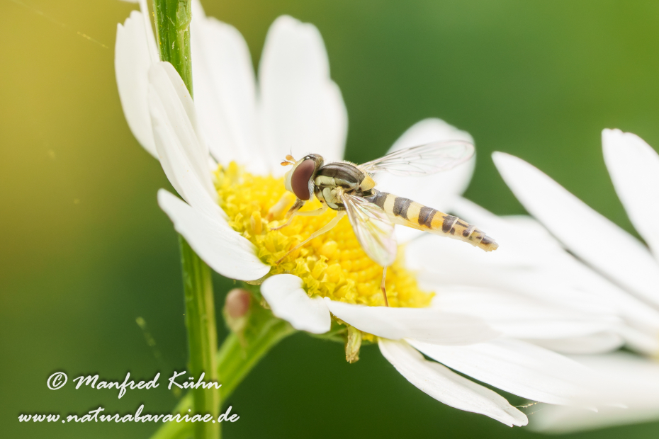 Schwebfliege (Langbauch-)_0010