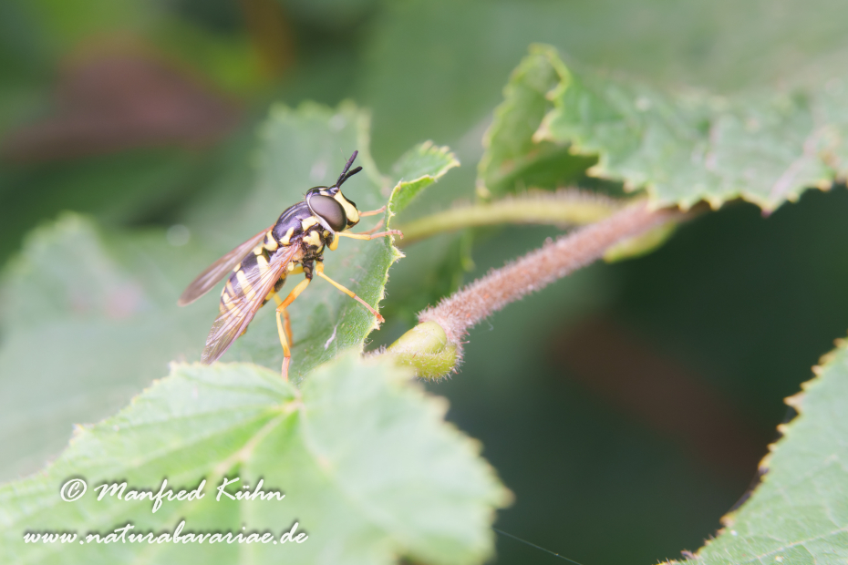 Schwebfliege (Wespen-)_0006