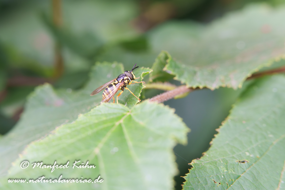 Schwebfliege (Wespen-)_0007