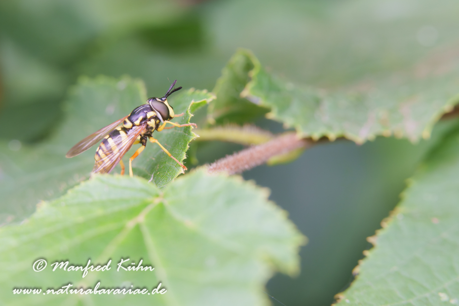 Schwebfliege (Wespen-)_0008