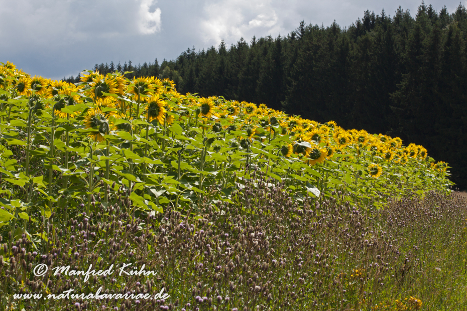 Sonnenblume ()_0010
