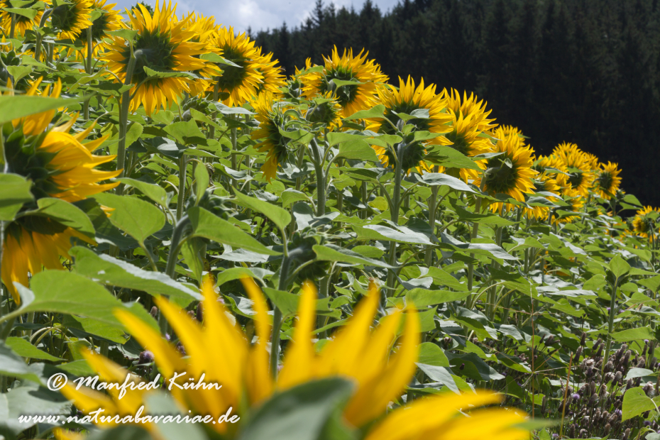 Sonnenblume ()_0012