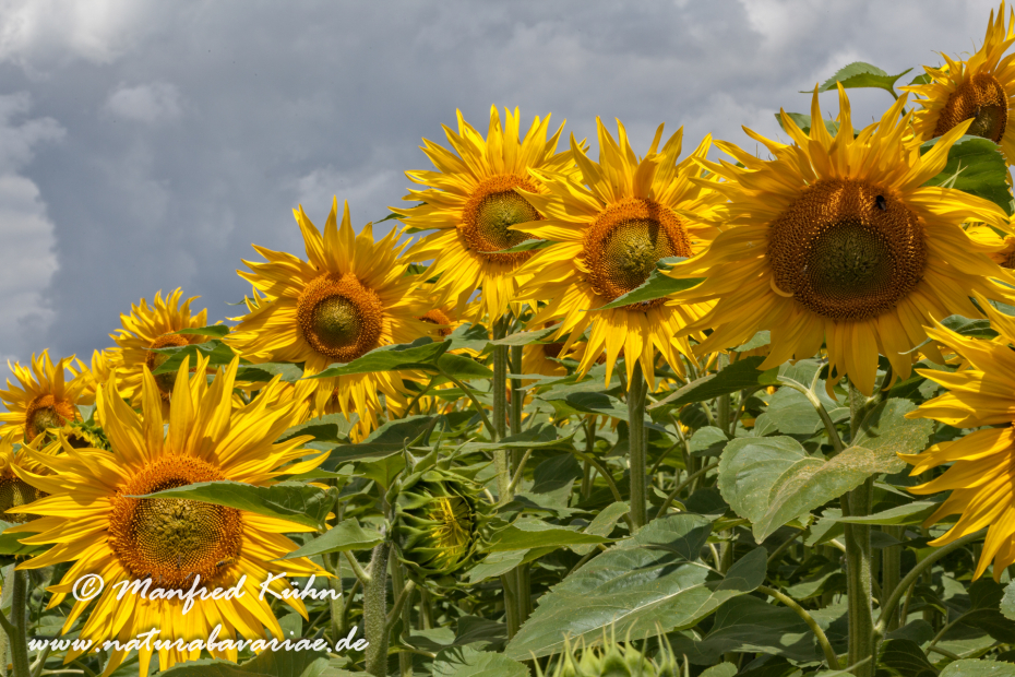 Sonnenblume ()_0014