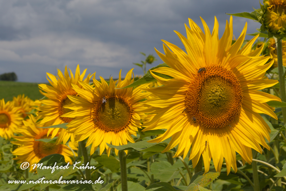 Sonnenblume ()_0016