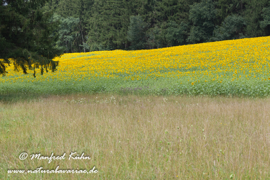 Sonnenblume ()_0017