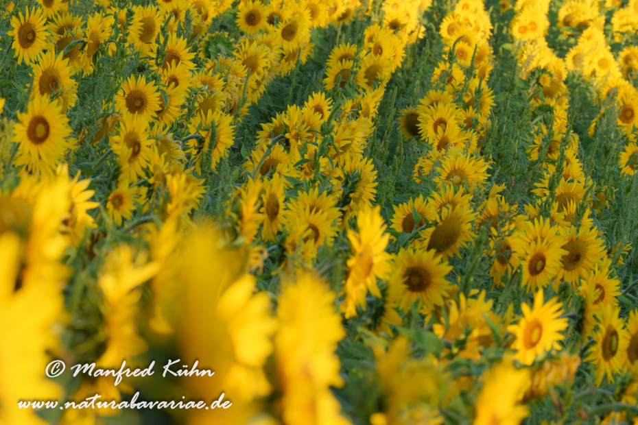 Sonnenblume ()_0019