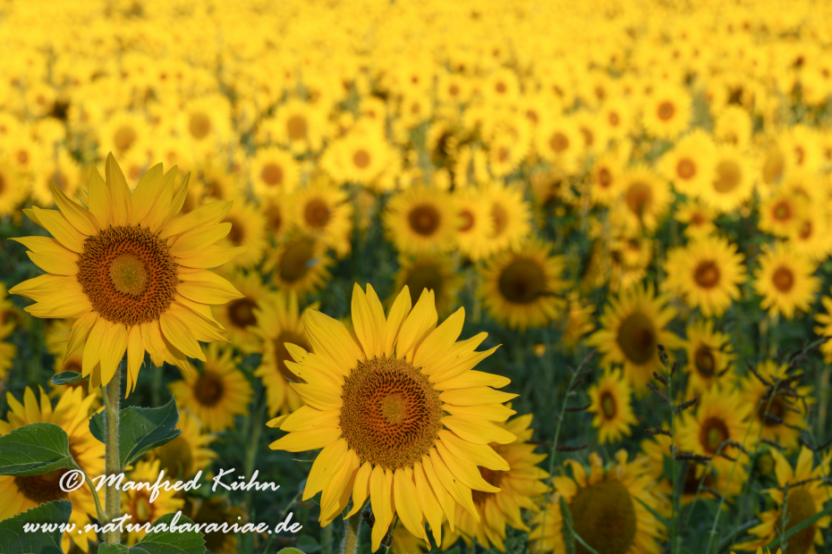 Sonnenblume ()_0038