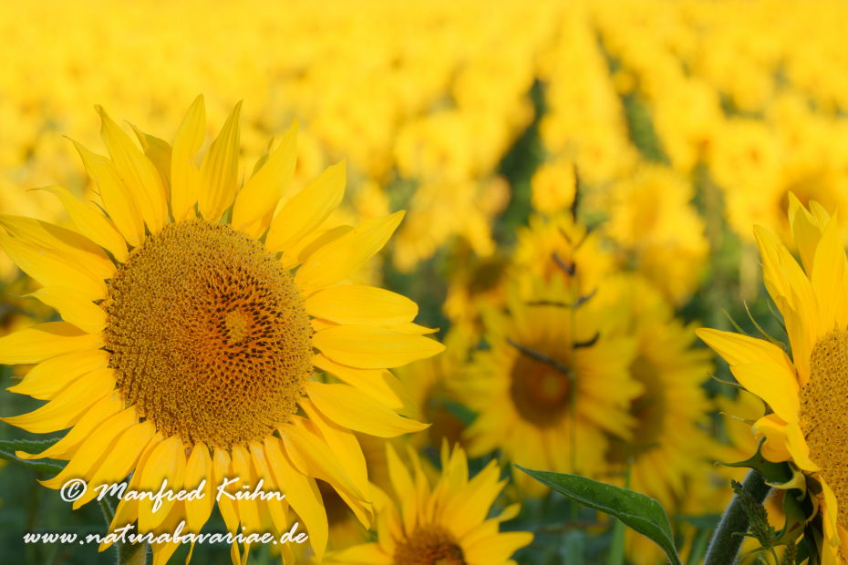 Sonnenblume ()_0039