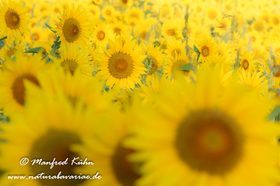 Sonnenblume ()_0040