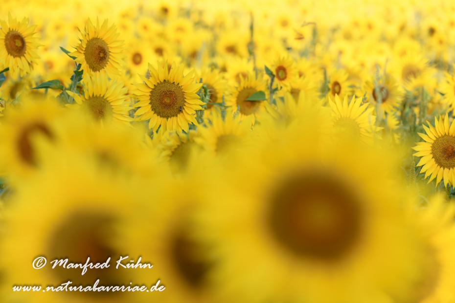 Sonnenblume ()_0043