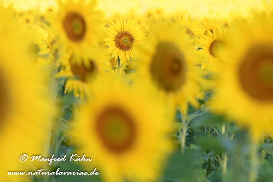 Sonnenblume ()_0044