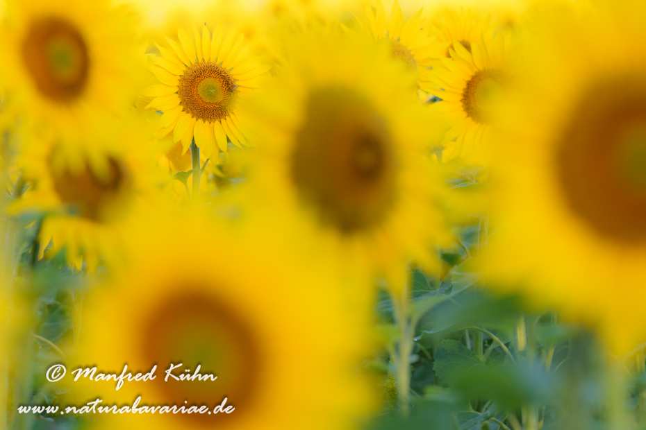 Sonnenblume ()_0045