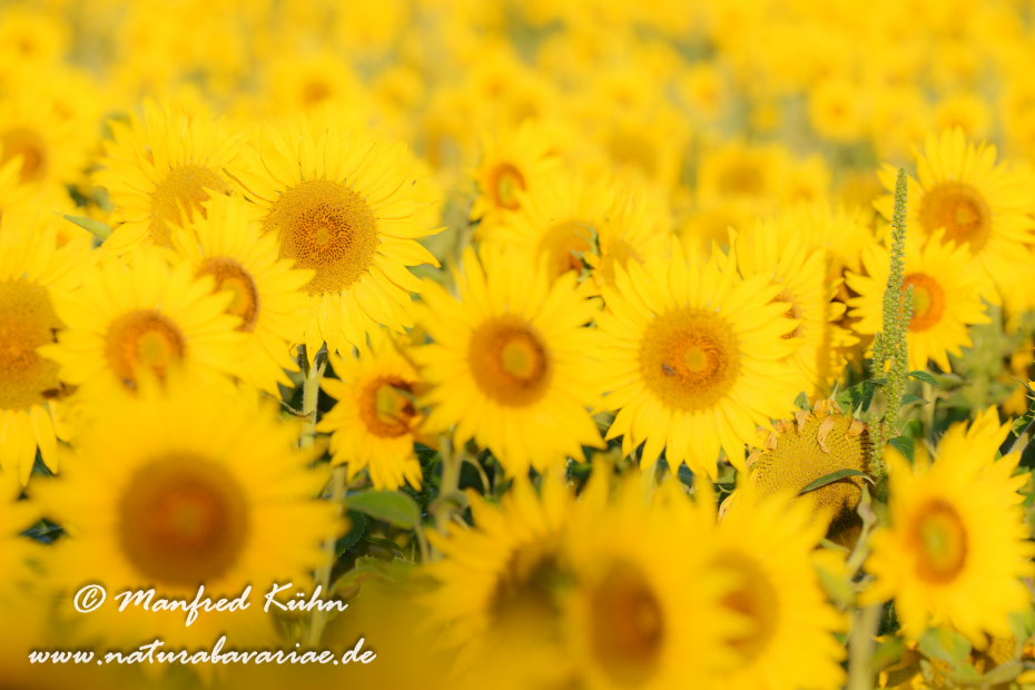Sonnenblume ()_0046