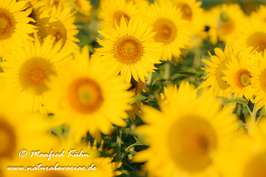 Sonnenblume ()_0048