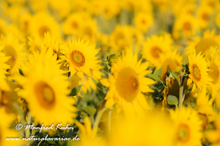 Sonnenblume ()_0054