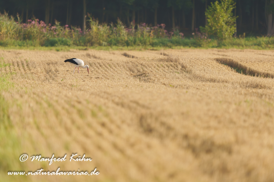 Weißstorch ()_0092