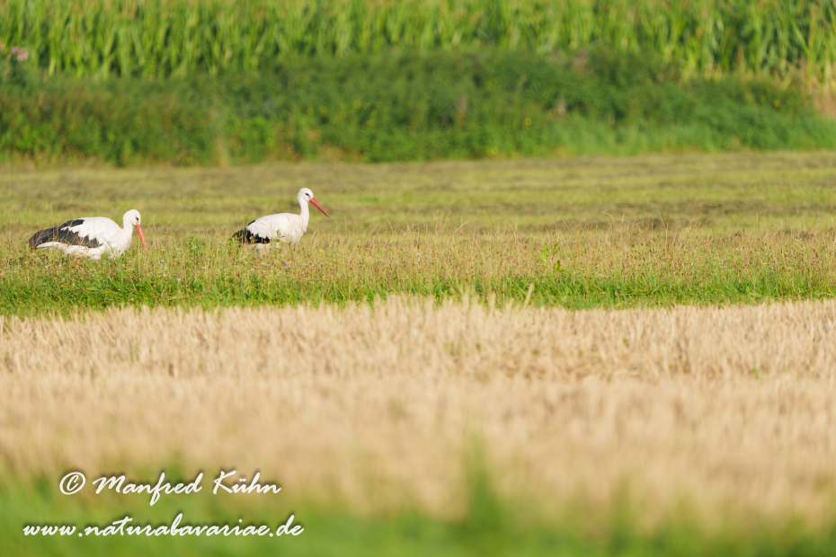 Weißstorch ()_0096