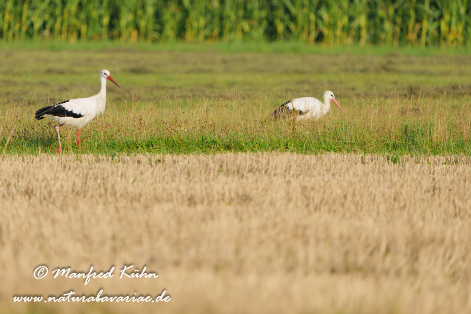 Weißstorch ()_0097