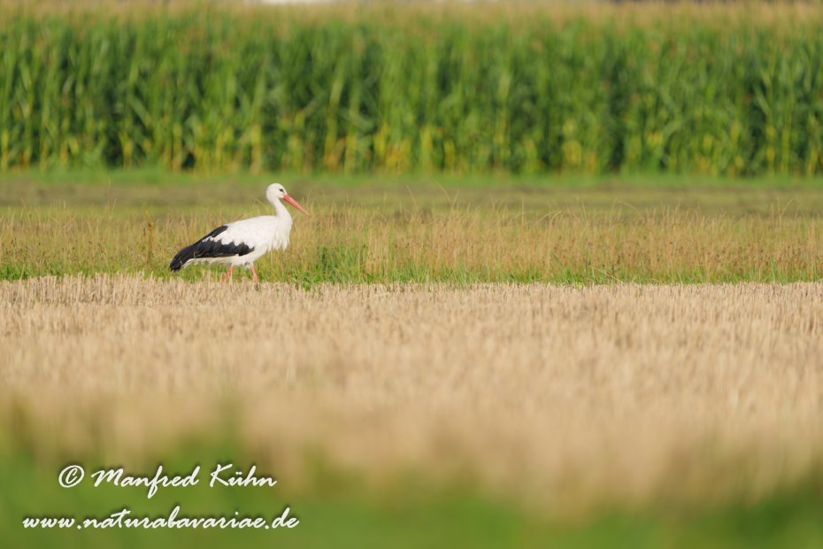 Weißstorch ()_0109
