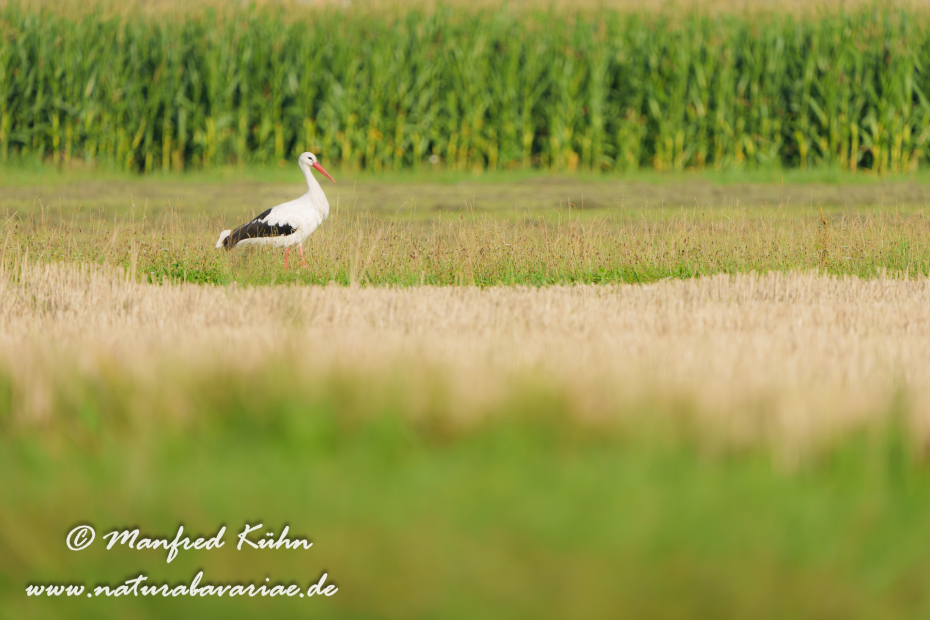 Weißstorch ()_0125