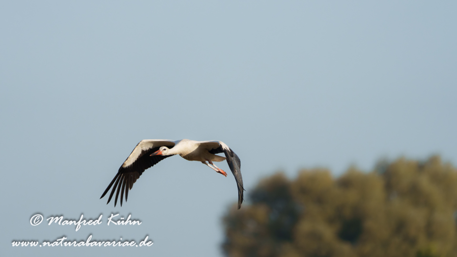 Weißstorch ()_0139