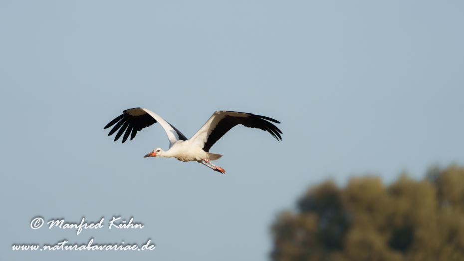 Weißstorch ()_0140