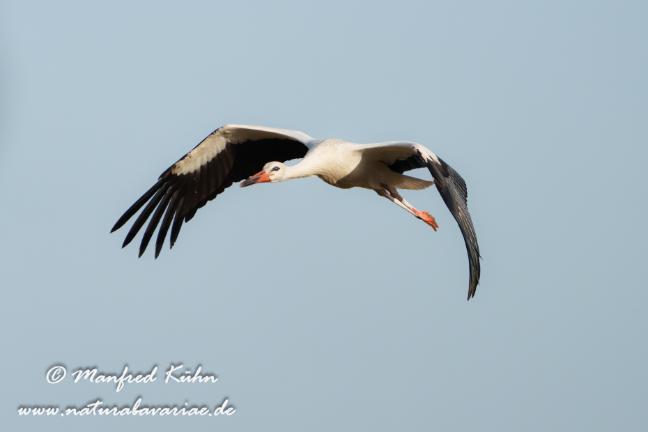 Weißstorch ()_0143
