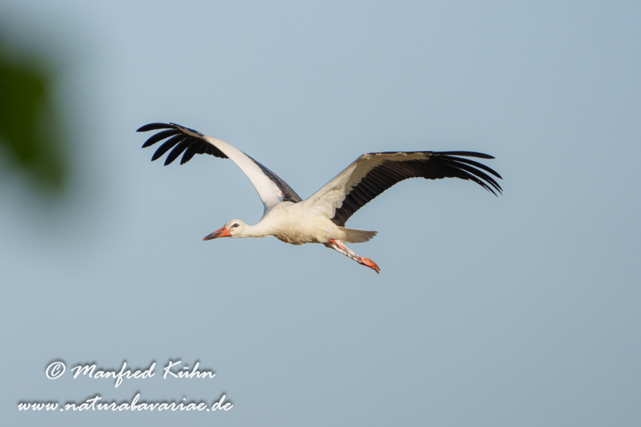Weißstorch ()_0144