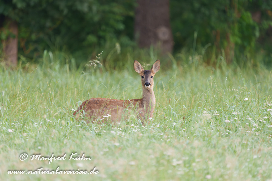 Reh ()_0194