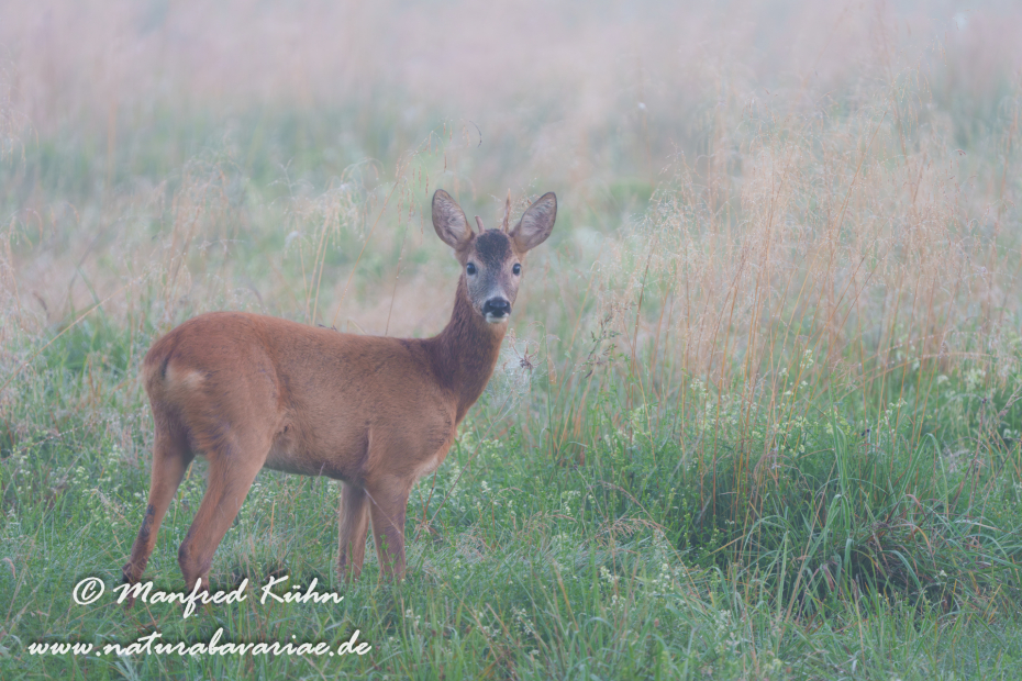 Reh ()_0195