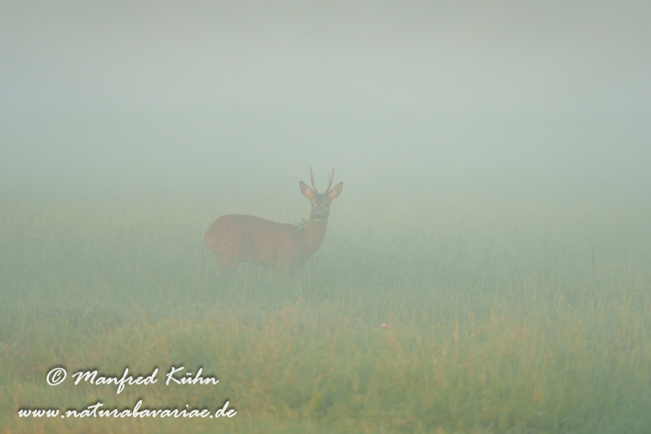 Reh ()_0199